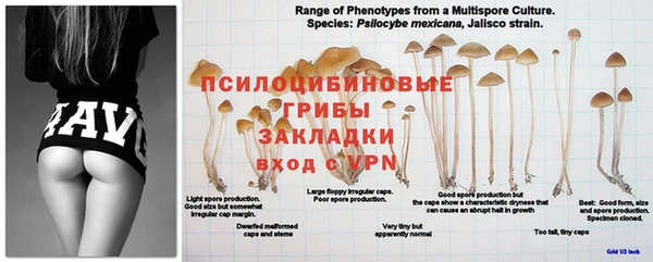 прущая мука Иннополис